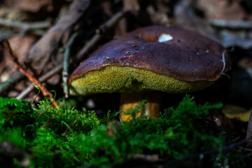 mushroom in the forest