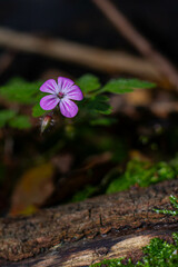 flower in the forest