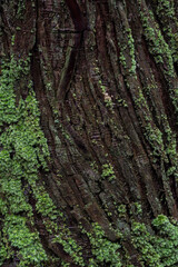 苔の生えたスギの木の表面