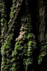 苔の生えたスギの木の表面