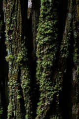 苔の生えたスギの木の表面