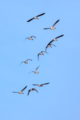 a flock of ducks flying away in the sky