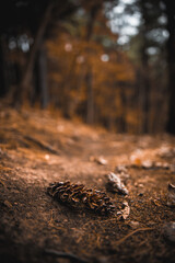 Forest Floor