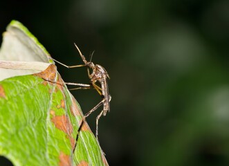 Mosquito Psorophora howardii insect nature West Nile virus Ross River fever Zika Malaria.	