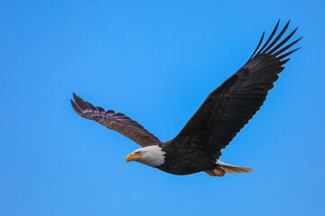 Obraz premium Bald eagle