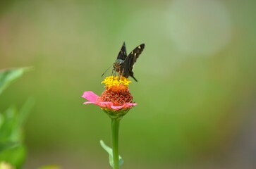 Close-up of a long-tailed skipper perched on a vibrant pink flower in a lush green garden. Georgia
