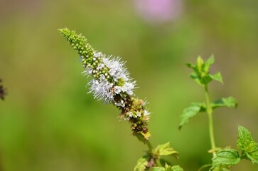 Closeup shot of a garden mint flower against a green background. Florida