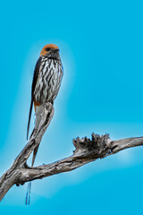 Lesser-striped swallow