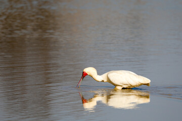 African spoonbill