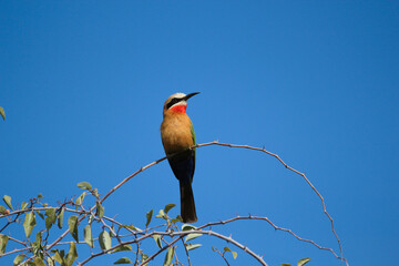 White-fronted bee-eater