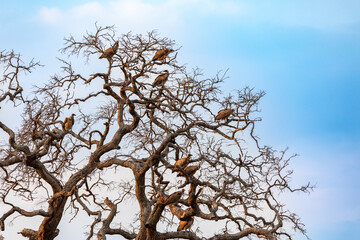 White backed vultures
