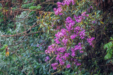 A lush green Nyungwe Forest filled with an abundance of trees and bushes, Rwanda