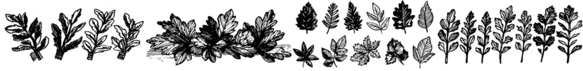 Mint Leaves and Branches Icons Set. Low-Detailed Line Sketch with Crisp Contours on White Background. Mint Illustrations, Fresh Greenery, Botanical Drawings, Mint Herb Collection.