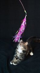 Sibirian cat photographed in front of black background