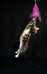 Sibirian cat photographed in front of black background