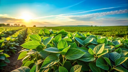 Naklejka premium Lush Green Soybean Field with Vibrant Growth Under Clear Blue Sky - Ideal for Agriculture, Farming, and Crop Production Themes