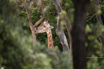 A serene image of a giraffe amidst a lush forest, partially obscured by trees. The giraffe’s head and long neck gracefully rise above the greenery, capturing the tranquility of wildlife in nature.