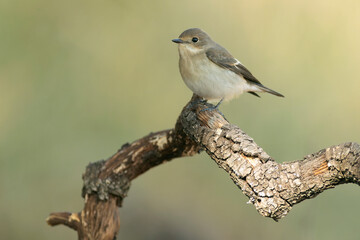 Obraz premium Pied flycatcher in a Mediterranean forest of pine and oak trees at the first light of an autumn day