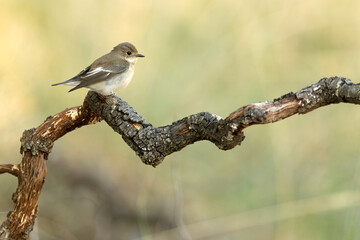 Pied flycatcher in a Mediterranean forest of pine and oak trees at the first light of an autumn day