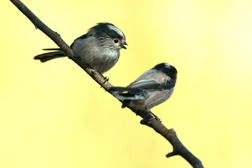 Long-tailed tit in an oak and pine forest in the last light of an autumn day
