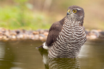 Adult female Eurasian sparrow hawk drinking and bathing at a water point in an oak and pine forest in the last light of an autumn day