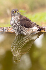 Adult female Eurasian sparrow hawk at a watering hole in a Mediterranean oak and pine forest at the first light of a late autumn day
