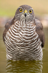 Adult female Eurasian sparrow hawk drinking and bathing at a water point in an oak and pine forest in the last light of an autumn day