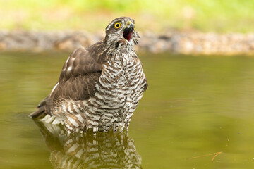 Adult female Eurasian sparrow hawk at a watering hole in a Mediterranean oak and pine forest at the first light of a late autumn day
