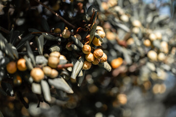 macro of sea buckthorns