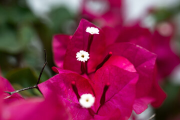 pink and white paperflower, Bougainvillea glabra