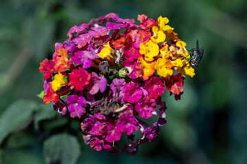 a fly balanced on a colourful bunch of flowers