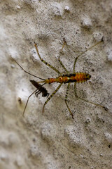 Assassin bug nymph, Zelus renardii kolenati, with its prey
