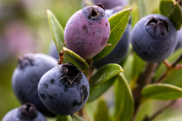 an ant climbing blueberries on a branch