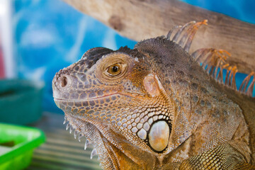 close up of iguana
