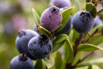 an ant climbing blueberries on a branch
