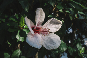 Hibiscus waimeae flower
