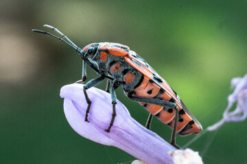 Fire bug, Lygaeus equestris, on a flower