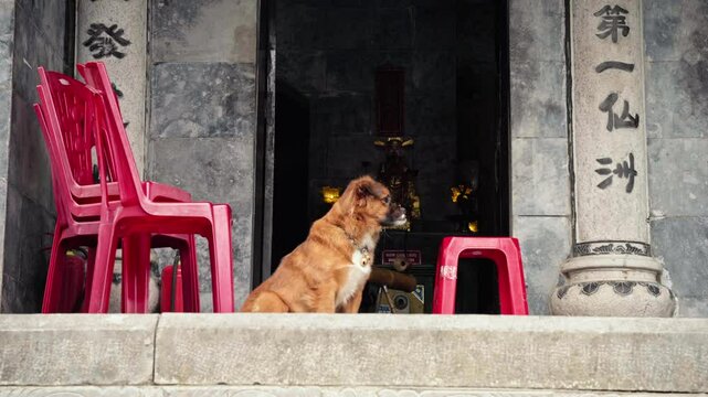 Brown dog sits at the entrance of Thai Vi Temple in Tam Coc, Vietnam, surrounded by traditional stone pillars engraved with Chinese characters red chairs serene setting revealing golden deity statue