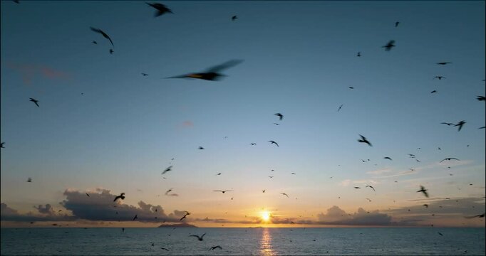 Spectacular aerial of hundreds of brown noddy terns returning to evening roost at sunset
