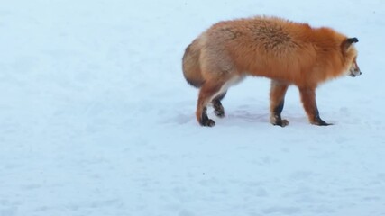 Cute fox on snow in winter season at Zao fox village, Miyagi prefecture, Japan. landmark and popular for tourists attraction near Sendai, Tohoku region, Japan. Travel and Vacation concept