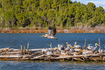 Pelican flying low with its wings spread vertically upwards over a floating platform as its nest with other pelicans resting on logs in a lake at sunset.