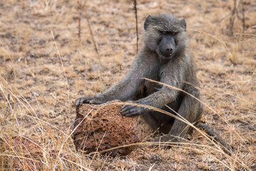 This is a closeup image of a baboon, Akagera National Park Rwanda