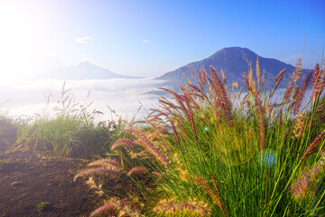 Green grass with flowers and fog in the mountains. Mount Batur landscape view in the morning with bright sunlight from Desa Pinggan or Pinggan Village, Kintamani, Bali - Indonesia.