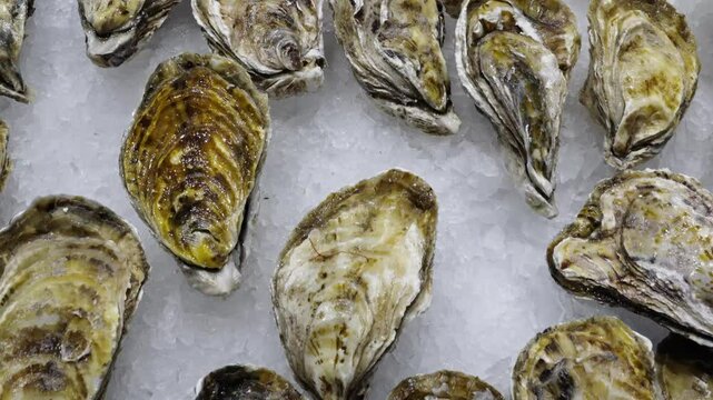 fresh oysters seafood on ice