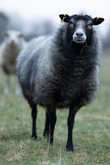 Sheep standing outside at dusk