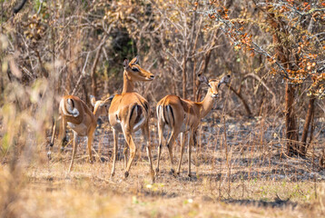 Naklejka premium A herd of tommy antelope stands peacefully in a wide field with swaying trees
