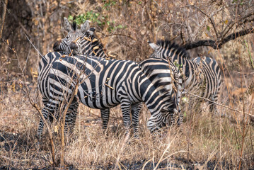 Zebras are standing together in a field filled, Akagera National Park Rwanda