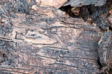 Tree bark infested with bark beetle, galleries and single winding tracks on a dead wood, dieback trees forest, environment damage 