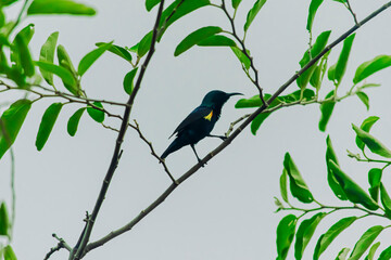 bird on a branch