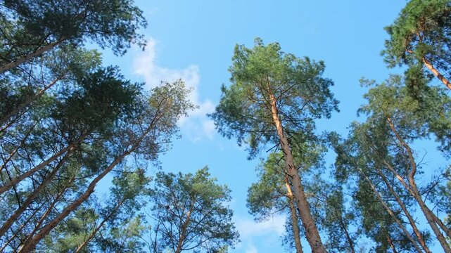 Tall pine trees sway in the wind on a clear day in the forest against the blue sky. The tops of a large pine tree against the sky